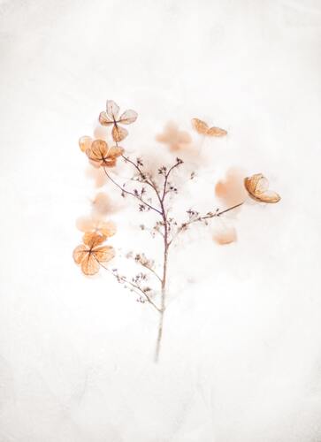 цветы, ветвь, дизайн, зима, иней