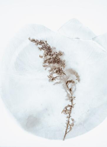 цветы, ветвь, дизайн, зима, иней