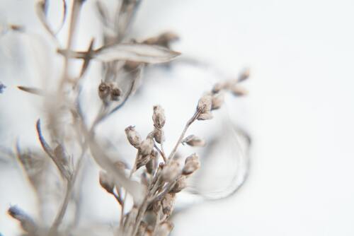 цветы, ветвь, дизайн, зима, иней, 3д, 3d