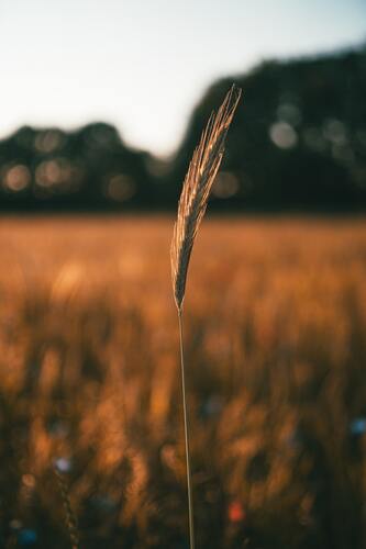 поле, пшеница, лес, 3д, 3d, колос