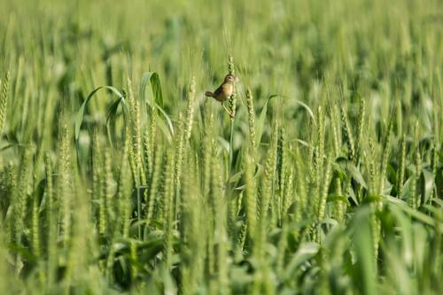 поле, пшеница, колос, 3д, 3d