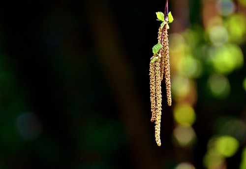 Ветви, природа, березы, 3д, 3d