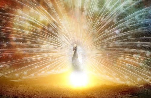 птицы, павлины