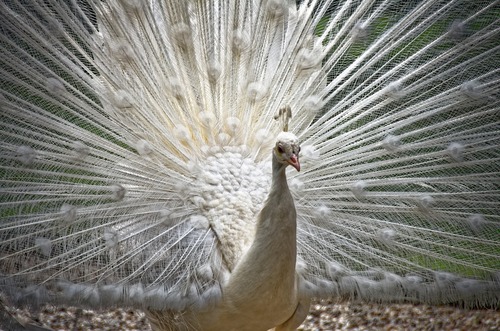 птицы, павлины