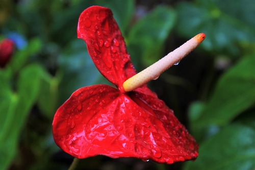 цветы, растения, красные, антуриум, 3д, 3d