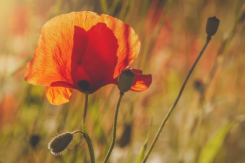 маки, красные, полевые цветы