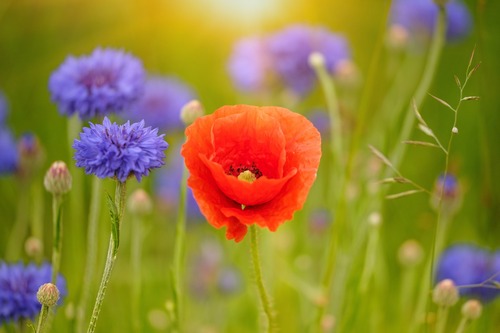 маки, красные, полевые цветы, 3д, 3d, васильки