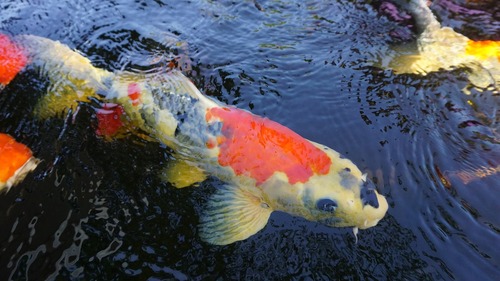 рыбки, рыбки кои, водоем