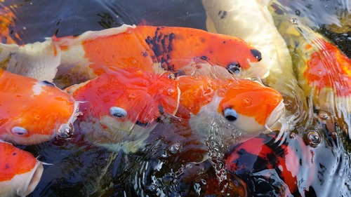 рыбки, рыбки кои, водоем