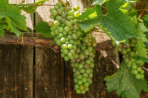 виноград, 3д, 3d, лоза, виноградная лоза, виноградник