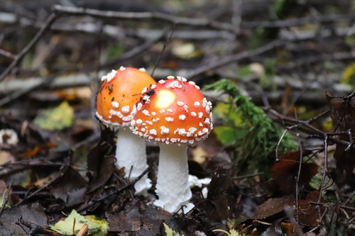 мухоморы, грибы, природа, лес