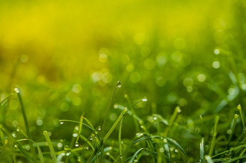 роса, 3д, 3d, капли, дождь, брызги, растение, трава