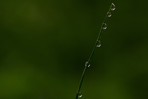 роса, 3д, 3d, капли, дождь, брызги, растение