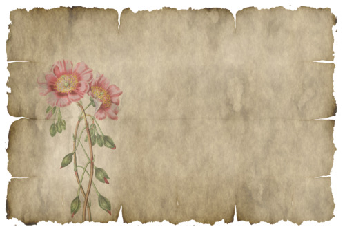 бумага, ретро, цветы, пергамент