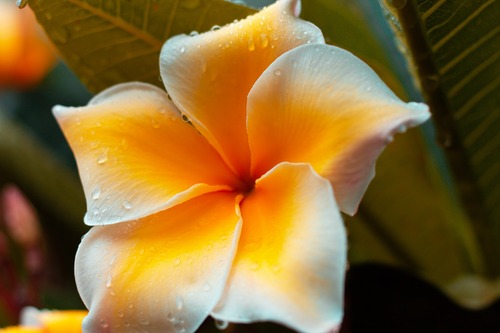 цветы,  плюмерия