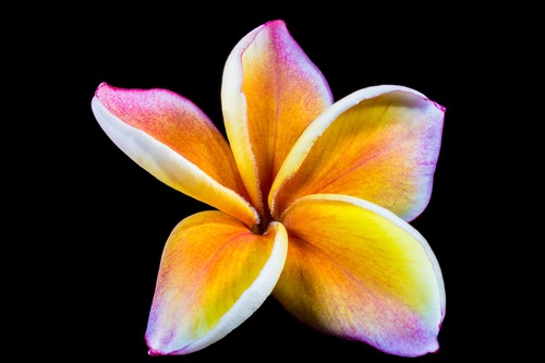 цветы,  плюмерия, 3д, 3d