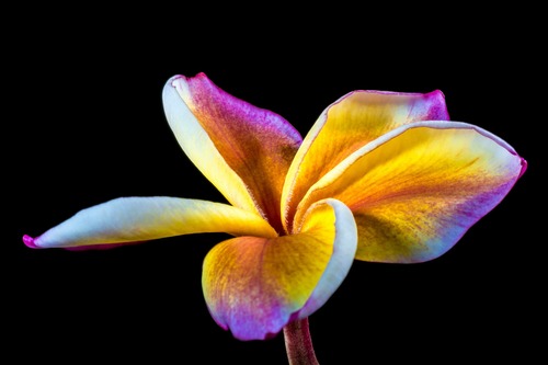 цветы,  плюмерия, 3д, 3d