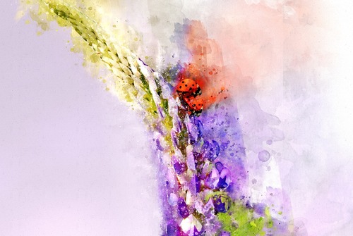 цветы, полевые цветы, насекомые, божья коровка, акварель