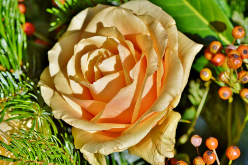 роза, 3д, 3d, цветы