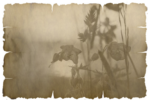 бумага, ретро, цветы, пергамент