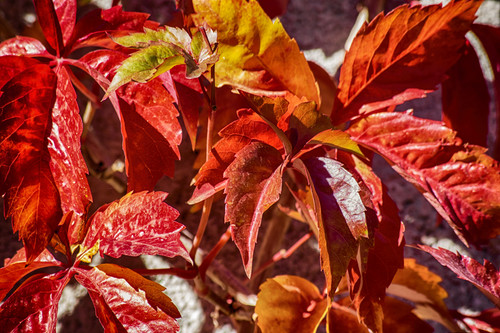 оранжевые, 3д, 3d, стереоскопические, листья