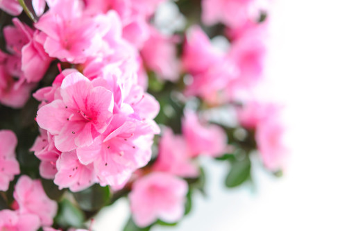 цветы, розовые, 3д, 3d