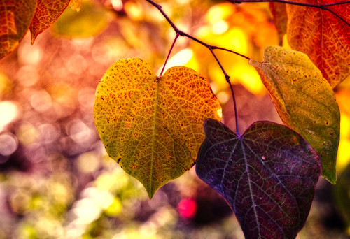 оранжевые, осень, листья, 3д, 3d