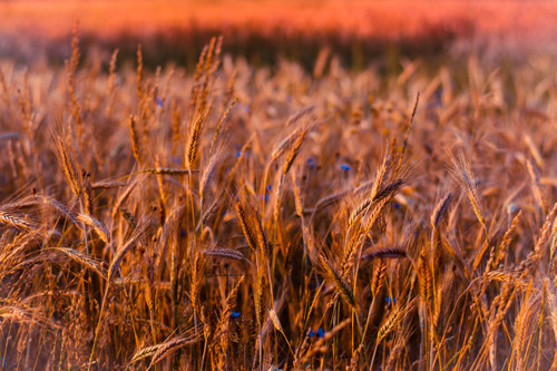 луг, пшеница, васильки, цветы, полевые цветы, колос