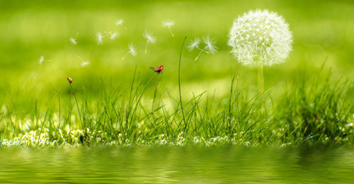 одуванчики, природа, зеленые, насекомые, трава, полевые цветы