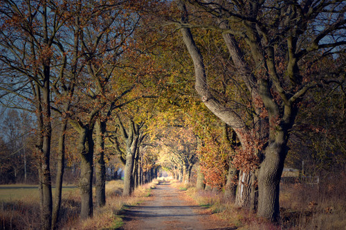 лес, осень, дорога, листья