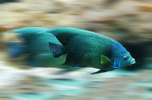 вода, рыба, 3д, 3d, стереоскопические