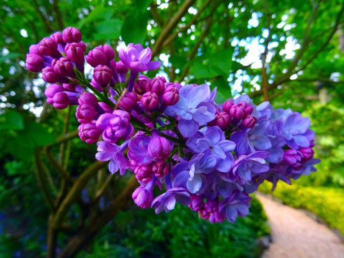 сирень, цветы, ветка, 3д, 3d, стереоскопические