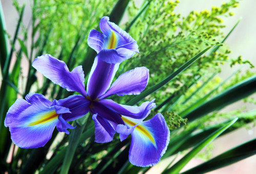 цветы, 3д, 3d, стереоскопические, фиолетовые