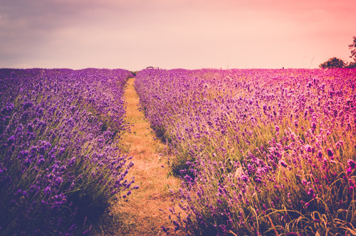 лаванда, поле, сиреневые