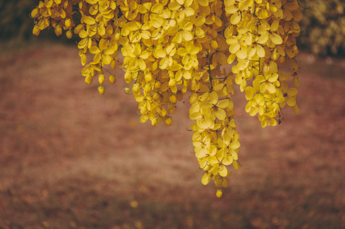 цветы, стереоскопические, желтые, 3д, 3d