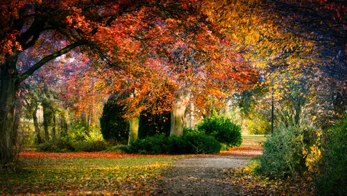 деревья, лес, осень, дорога, листья