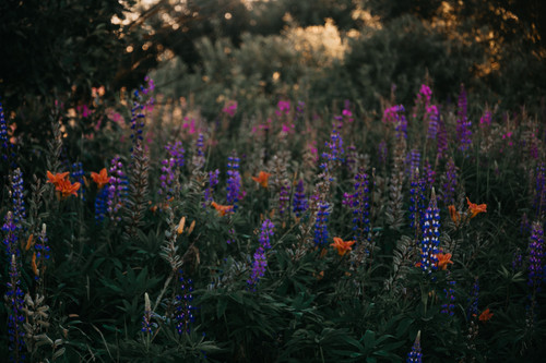 полевые цветы, трава, пейзаж, природа