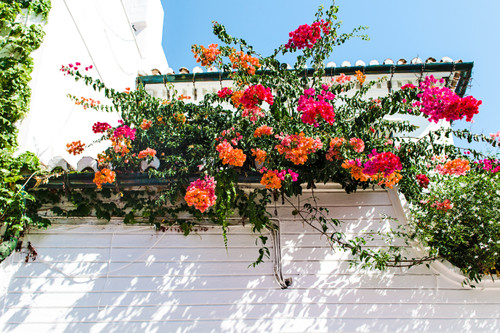 балкон, цветы, растения