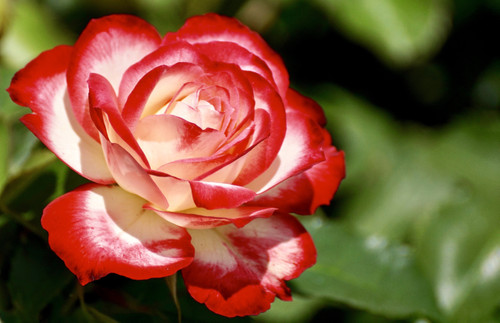 роза, красные, цветы