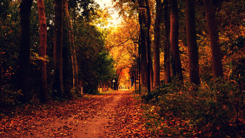 осенний лес, дорога, листва, деревья, лес, осень