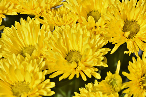 цветы, желтые, 3д, 3d